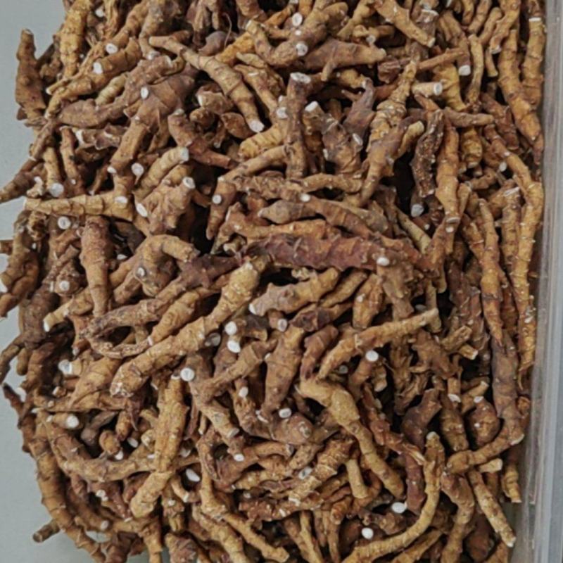 九节菖蒲大货价格