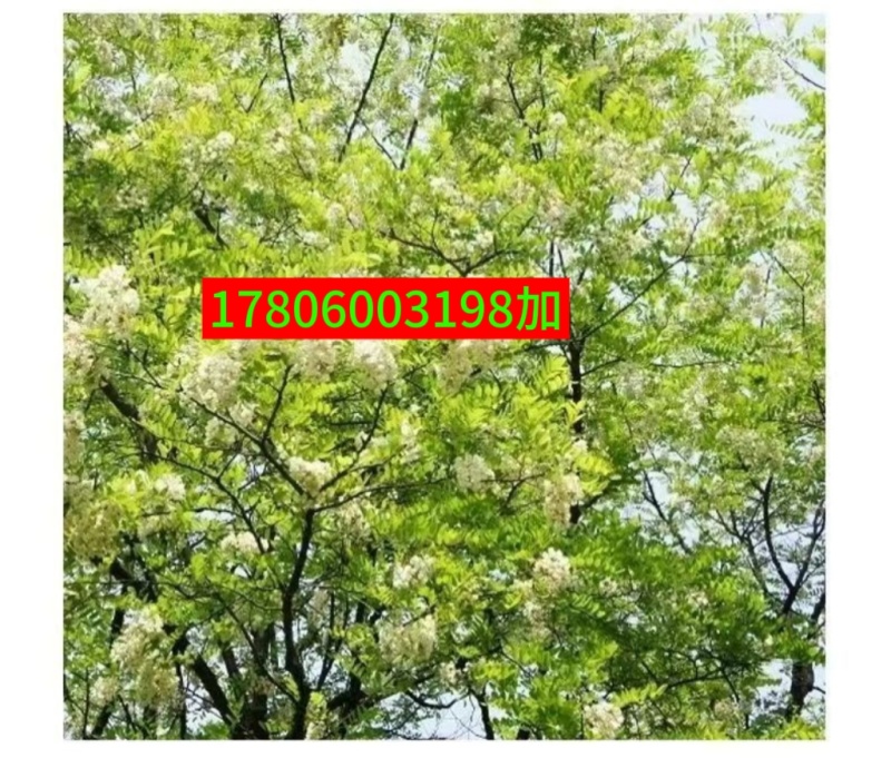 洋槐花现摘现发可做一件代发顺丰包邮