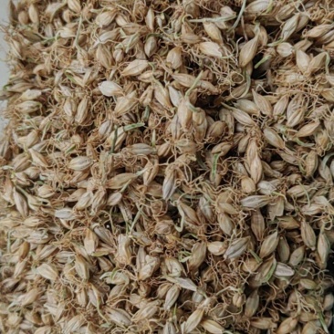 麦芽大货价格