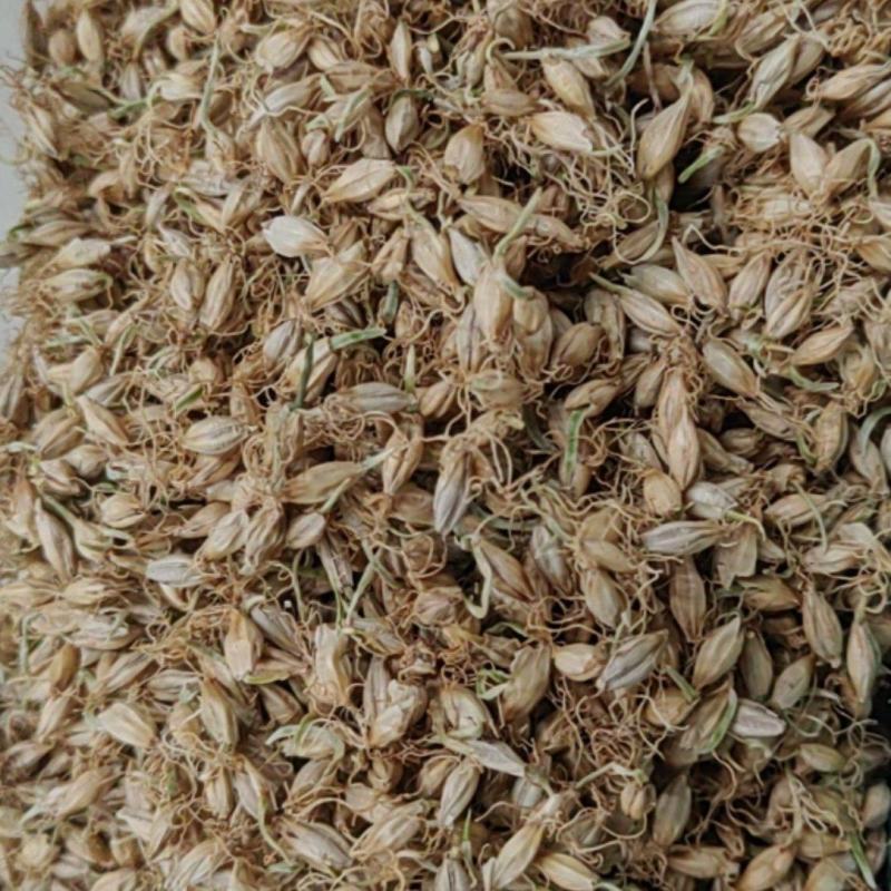 麦芽大货价格