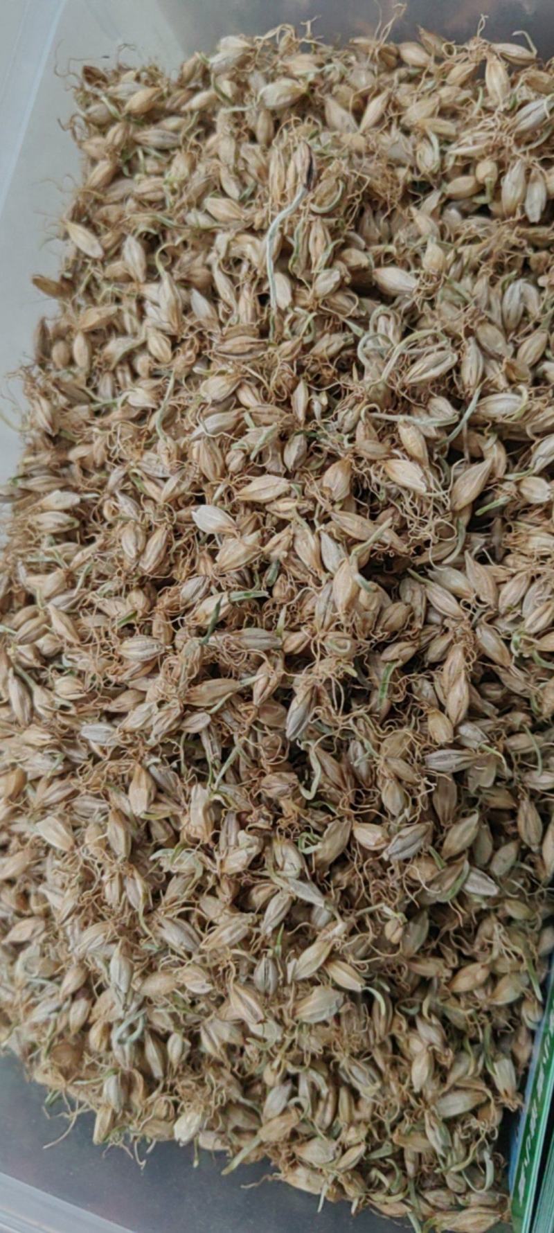 麦芽大货价格
