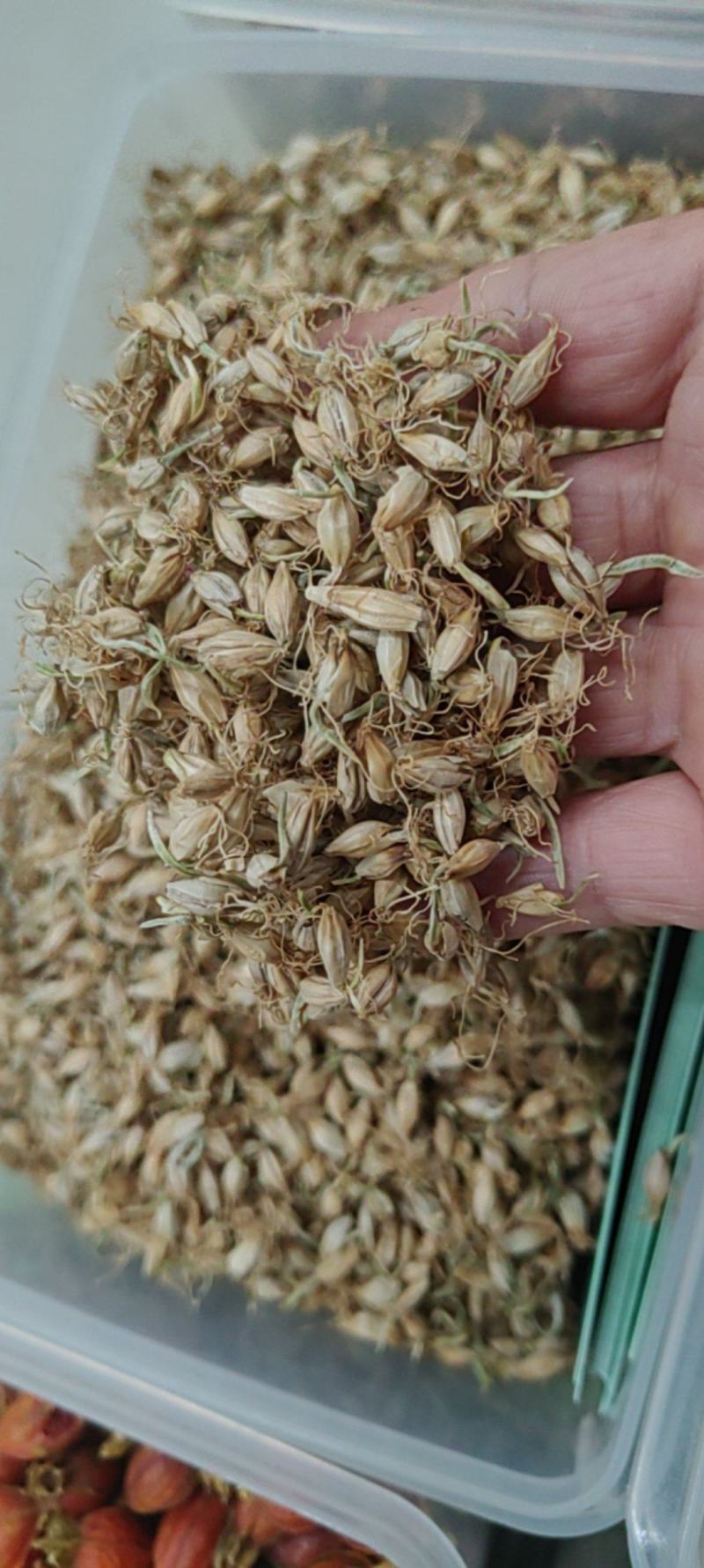 麦芽大货价格