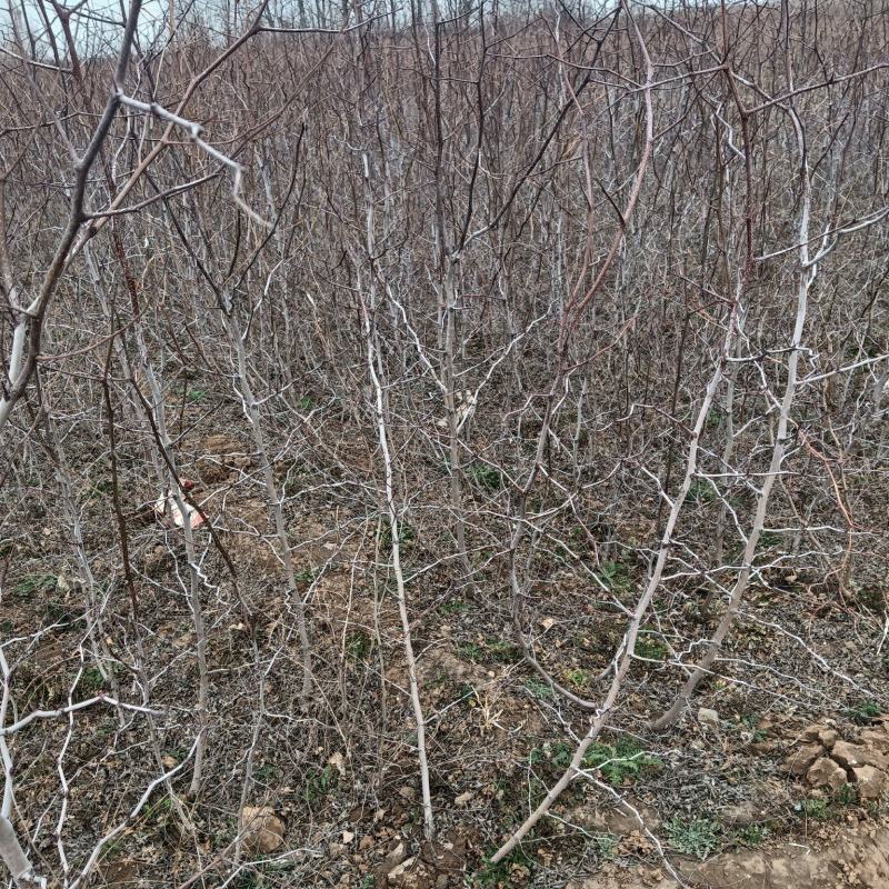 药用酸枣苗酸枣苗基地