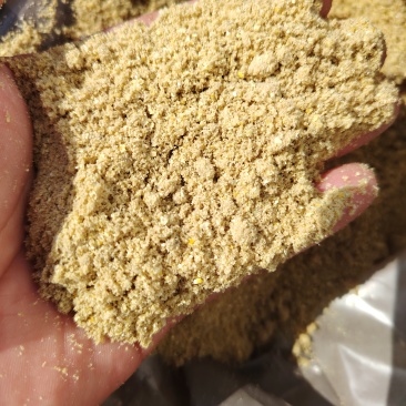 熟化玉米面畜禽水产养殖