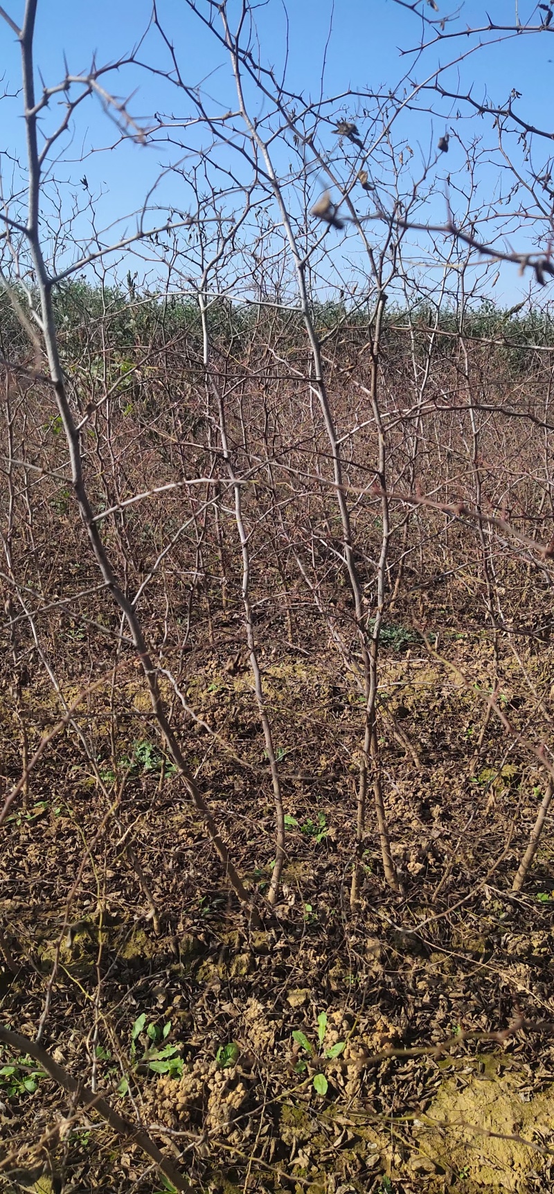 药用酸枣苗酸枣苗基地