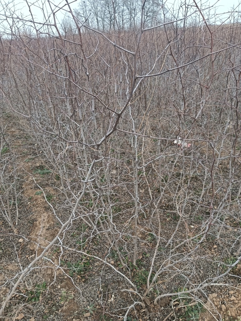 药用酸枣苗酸枣苗基地