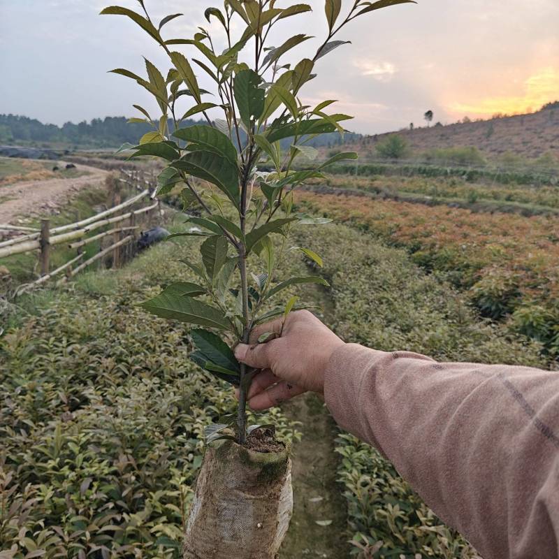 苦槠苗