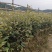 苦槠苗
