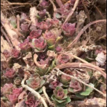 红色高钙菜养心菜，救心菜，基地直供，品质保障欢迎来电洽谈