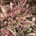 红色高钙菜养心菜，救心菜，基地直供，品质保障欢迎来电洽谈