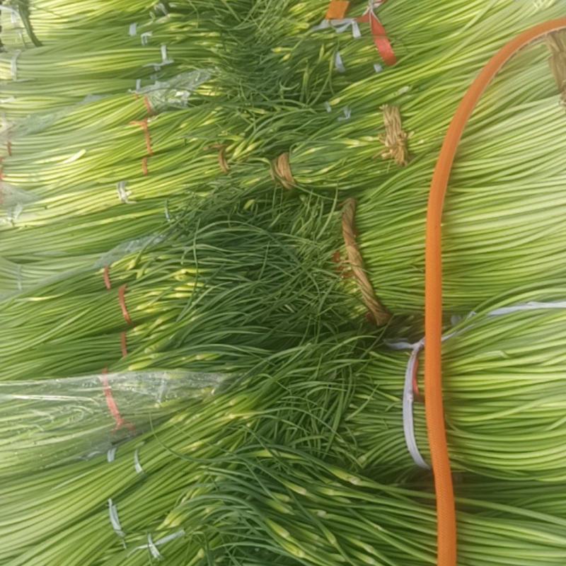 陕西汉中洋县精品蒜苔大量上市有需要的朋友快来联系了