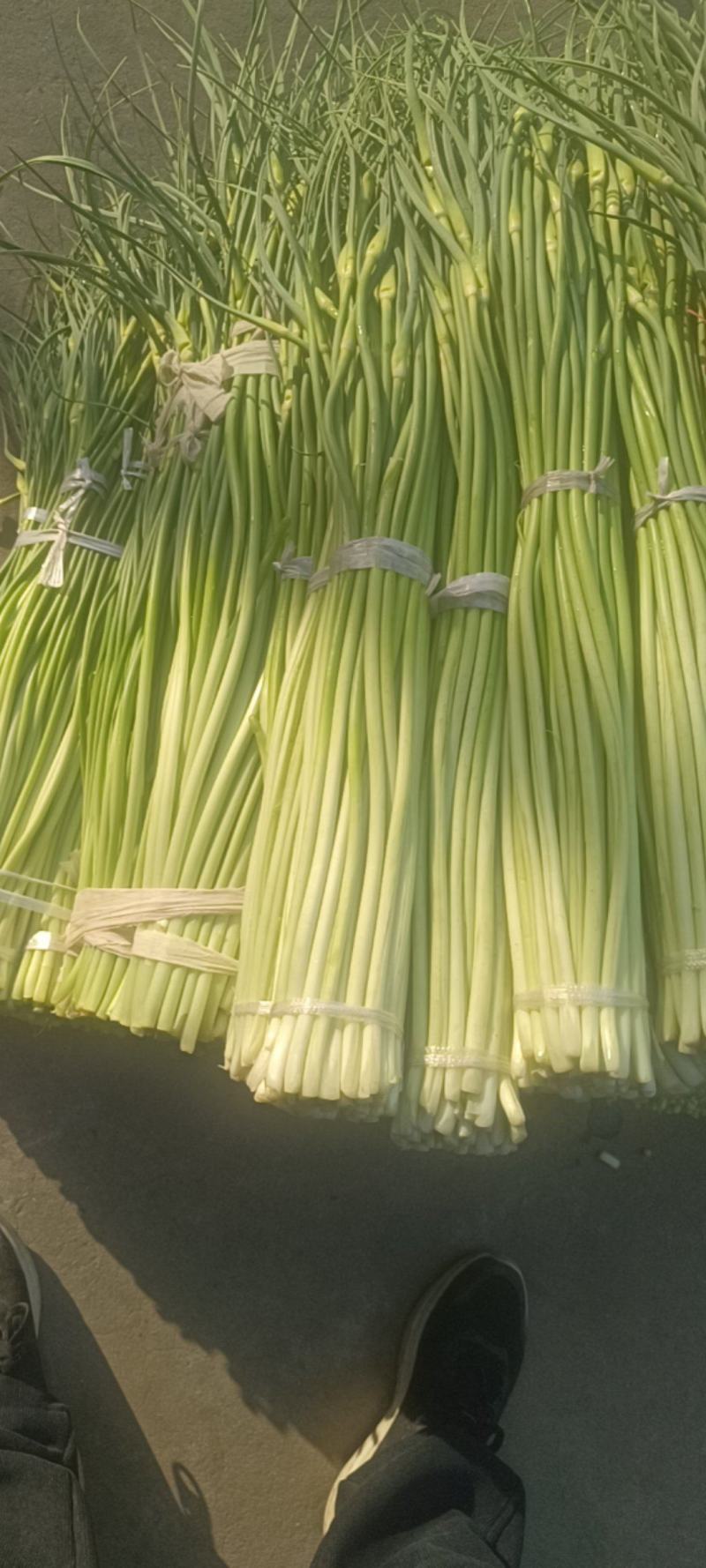 陕西汉中洋县精品蒜苔大量上市有需要的朋友快来联系了