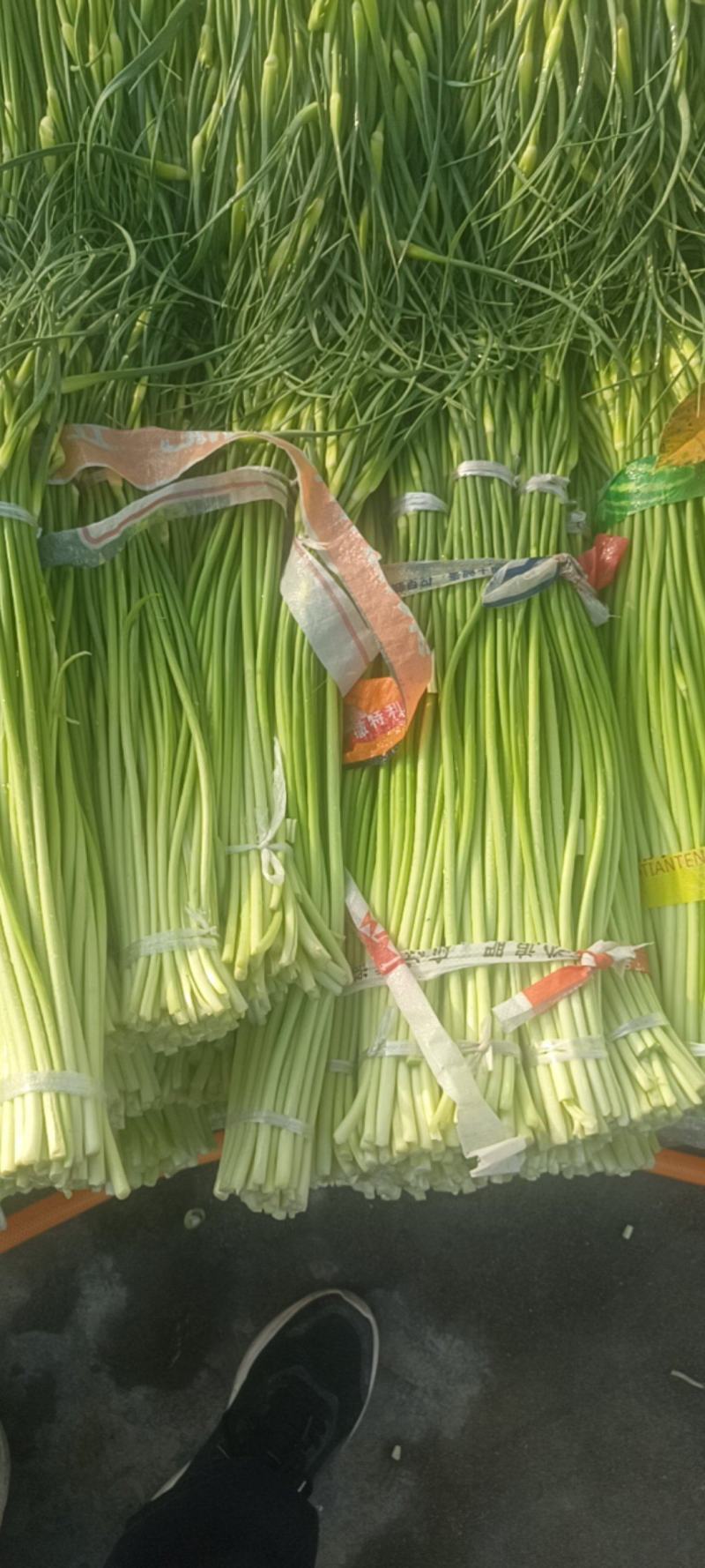 陕西汉中洋县精品蒜苔大量上市有需要的朋友快来联系了