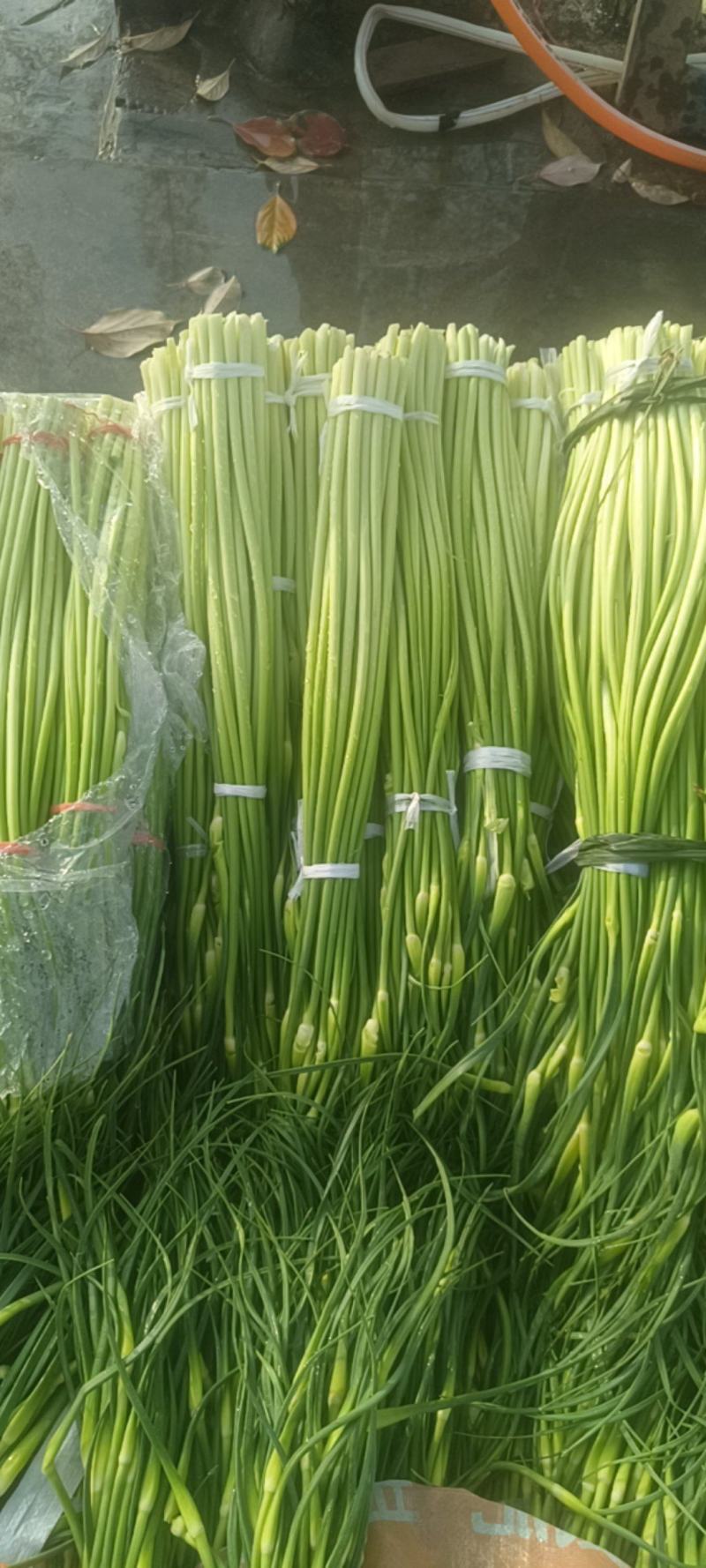 陕西汉中洋县精品蒜苔大量上市有需要的朋友快来联系了