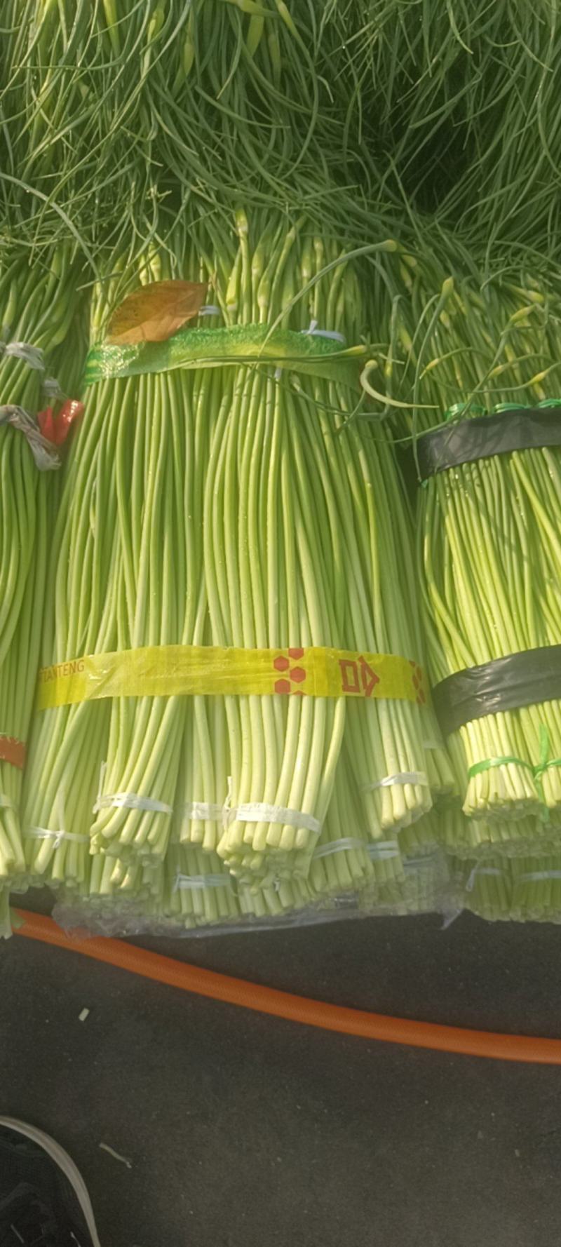 陕西汉中洋县精品蒜苔大量上市有需要的朋友快来联系了
