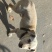 拉布拉多犬