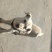 拉布拉多犬