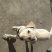 拉布拉多犬