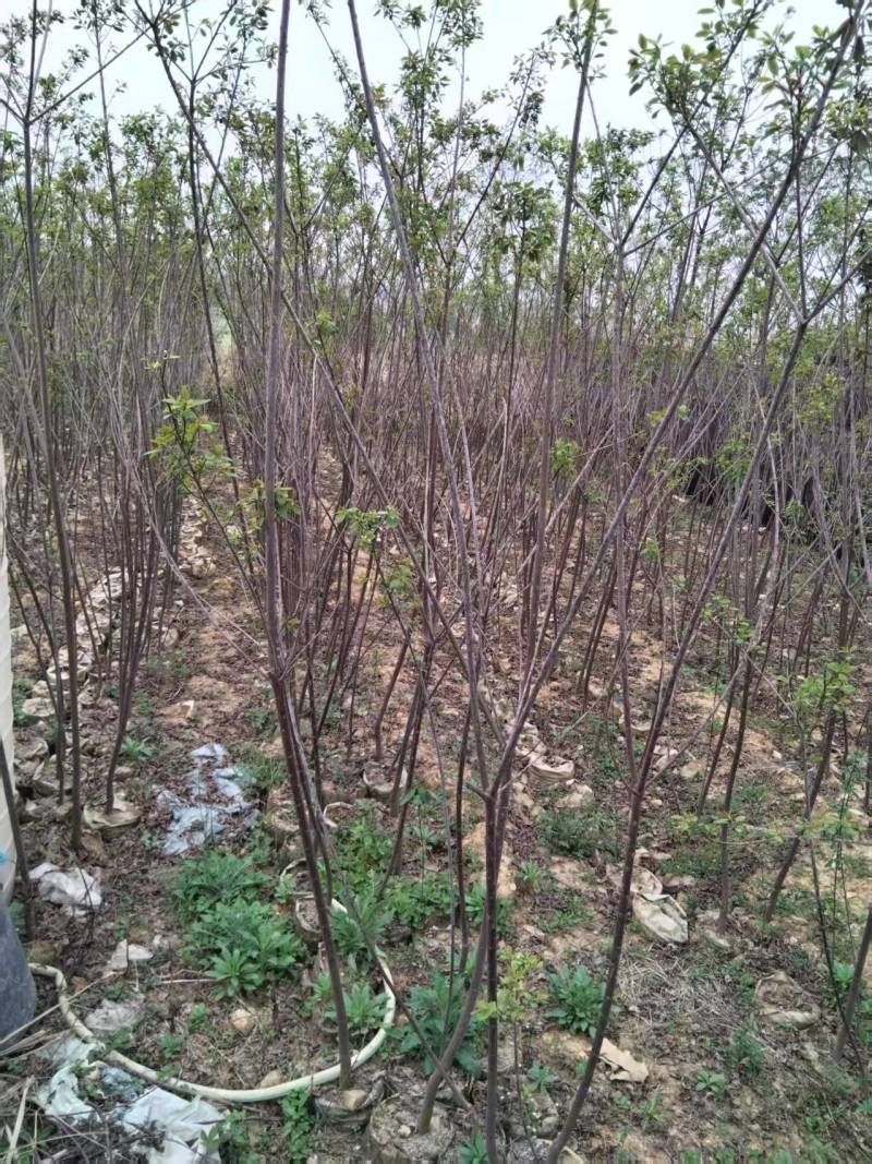 山乌桕苗红叶乌桕袋苗正宗山乌桕营养袋苗