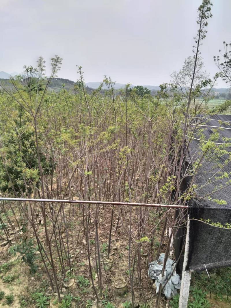 山乌桕苗红叶乌桕袋苗正宗山乌桕营养袋苗