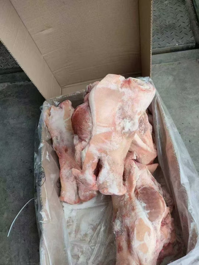 肥猪5-8无耳头