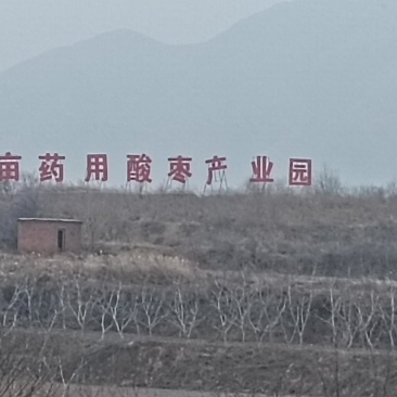 哪里有酸枣苗酸枣苗哪里有酸枣苗基地酸枣苗批发