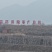 哪里有酸枣苗酸枣苗哪里有酸枣苗基地酸枣苗批发