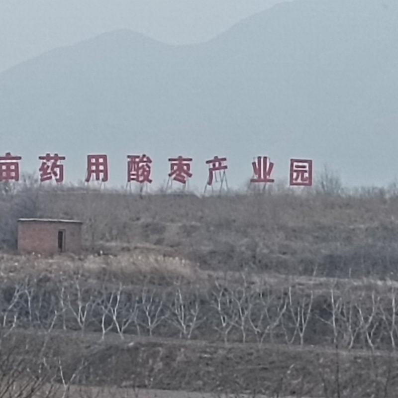 哪里有酸枣苗酸枣苗哪里有酸枣苗基地酸枣苗批发