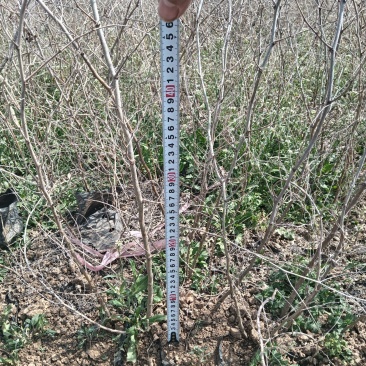 营养杯酸枣苗营养杯酸枣苗基地营养杯酸枣苗批发