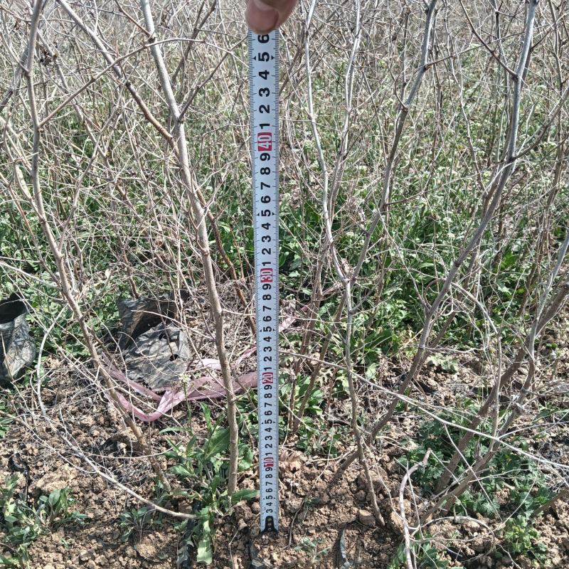 营养杯酸枣苗营养杯酸枣苗基地营养杯酸枣苗批发