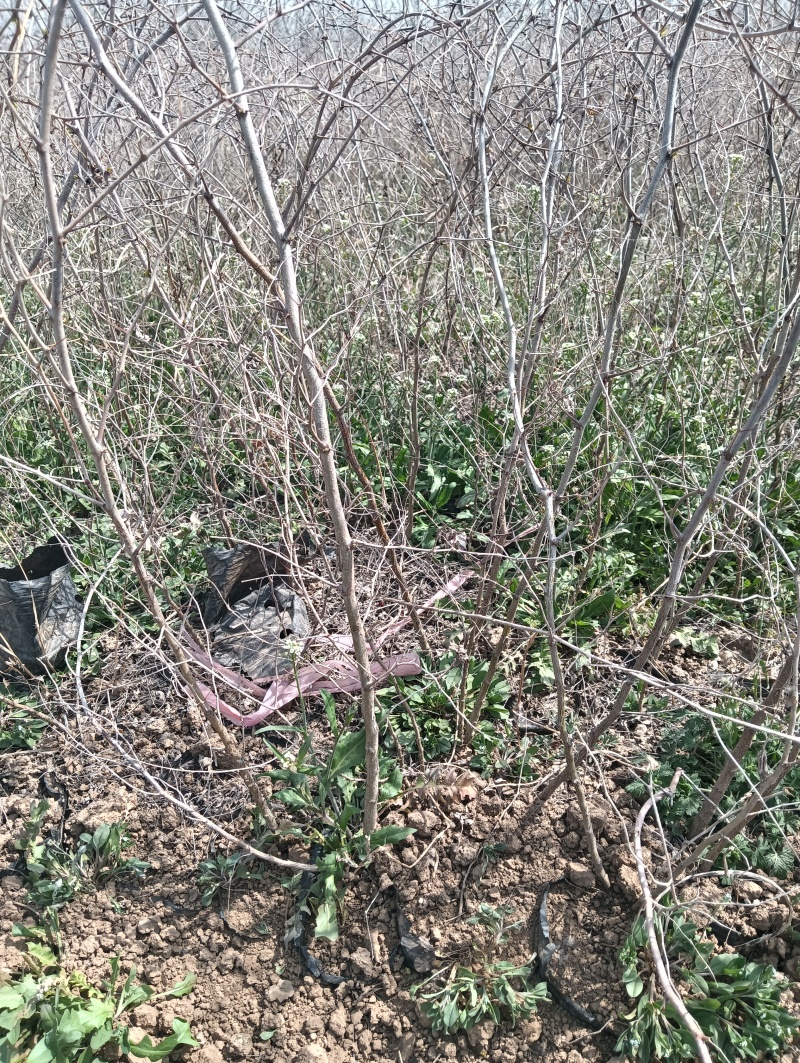 营养杯酸枣苗营养杯酸枣苗基地营养杯酸枣苗批发