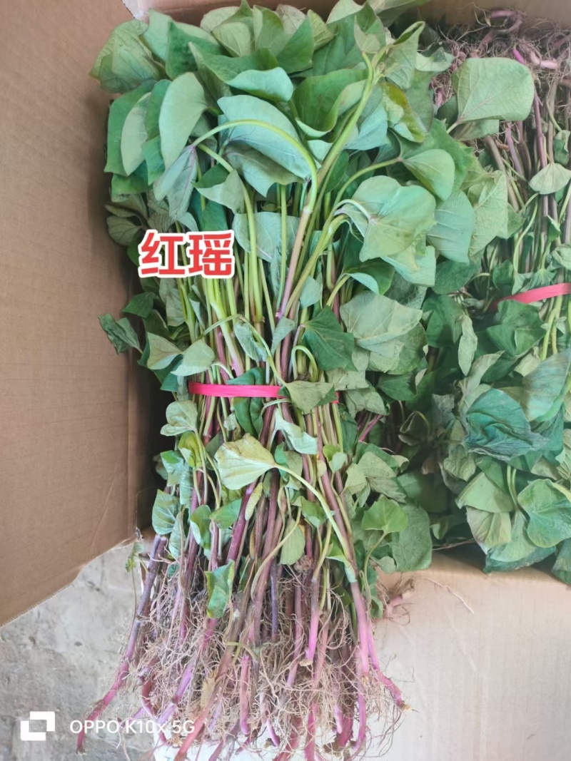 红瑶红薯苗，红瑶地瓜苗，软糯香甜，高端品种