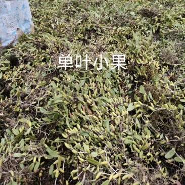 单叶双叶小果石橄榄包邮到家，大山YS货量大优惠产地直发