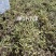单叶双叶小果石橄榄包邮到家，大山YS货量大优惠产地直发