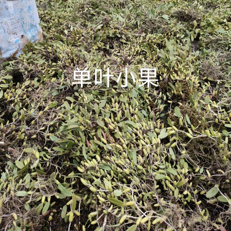 单叶双叶小果石橄榄包邮到家，大山YS货量大优惠产地直发