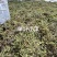 单叶双叶小果石橄榄包邮到家，大山YS货量大优惠产地直发