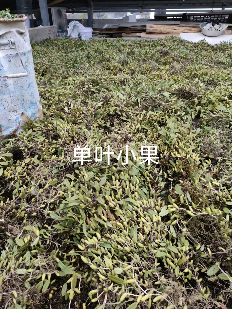 单叶双叶小果石橄榄包邮到家，大山YS货量大优惠产地直发
