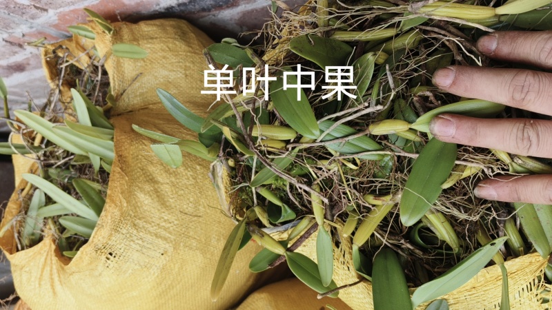 单叶双叶小果石橄榄包邮到家，大山YS货量大优惠产地直发