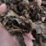 骨碎朴无硫质量保证批发零售各种中药材欢迎咨询选购