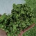 新鲜榆钱野菜品质好货源充足价格实惠欢迎联系