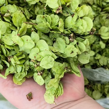 新鲜榆钱野菜品质好货源充足价格实惠欢迎联系