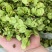 新鲜榆钱野菜品质好货源充足价格实惠欢迎联系