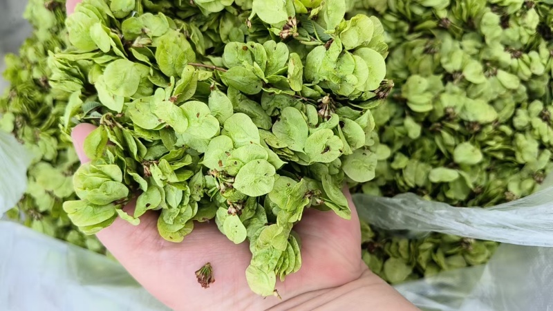 新鲜榆钱野菜品质好货源充足价格实惠欢迎联系