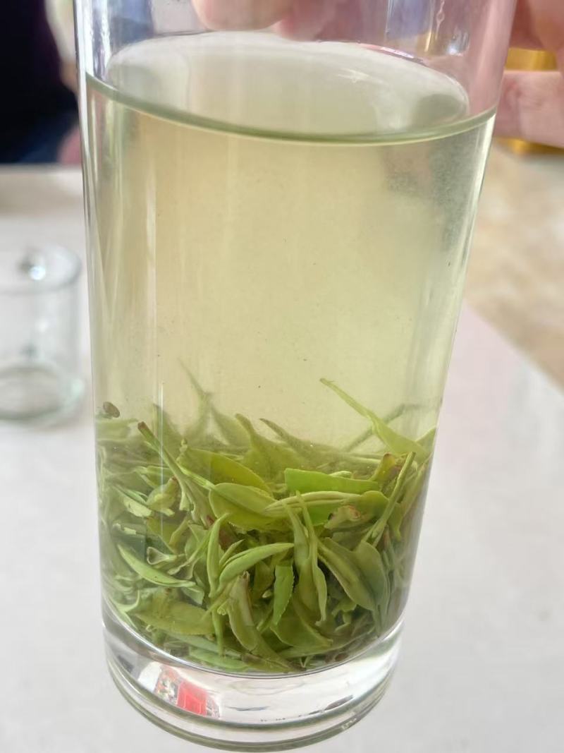 开售《信阳毛尖2025开园头采》质量可靠新茶现炒