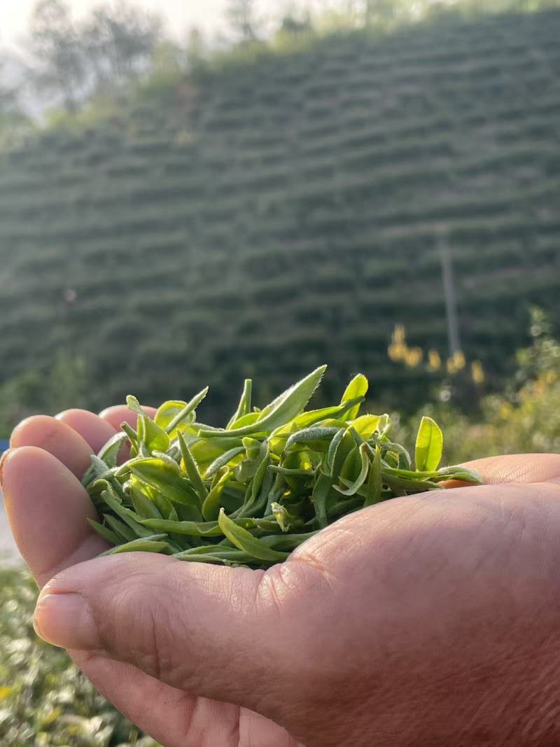 开售《信阳毛尖2025开园头采》质量可靠新茶现炒