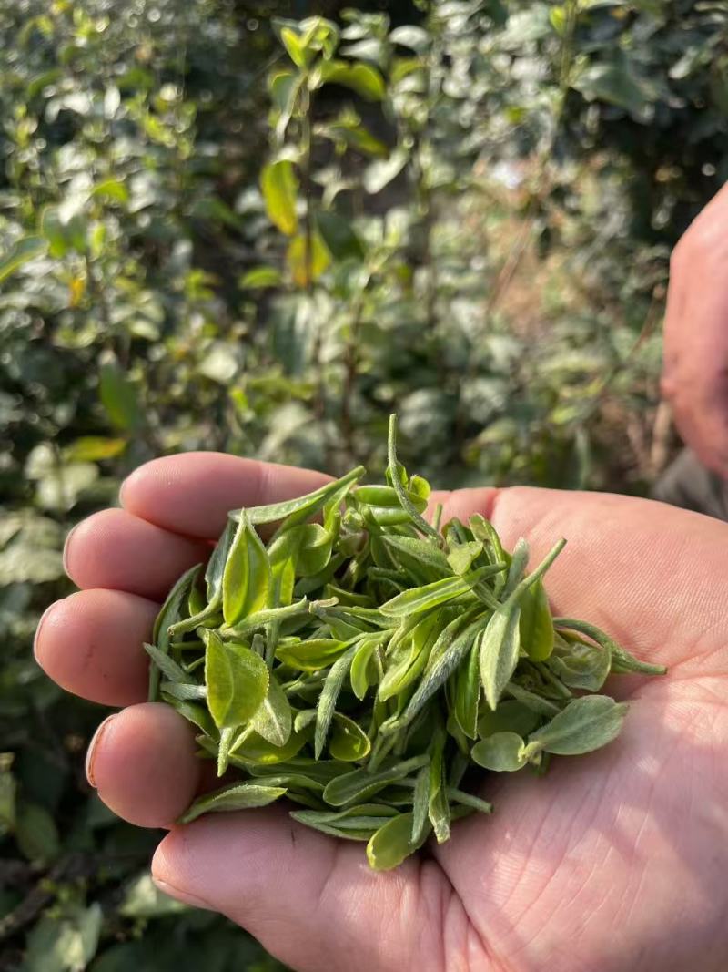 开售《信阳毛尖2025开园头采》质量可靠新茶现炒