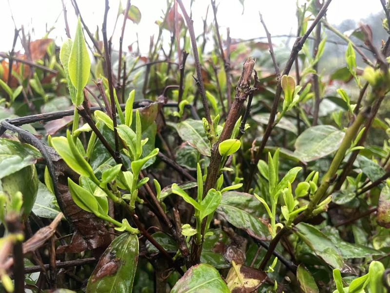 开售《信阳毛尖2025开园头采》质量可靠新茶现炒