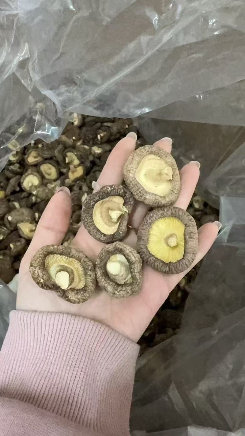 春菇光面菇肉质鲜嫩产地湖北长期有货品质保证