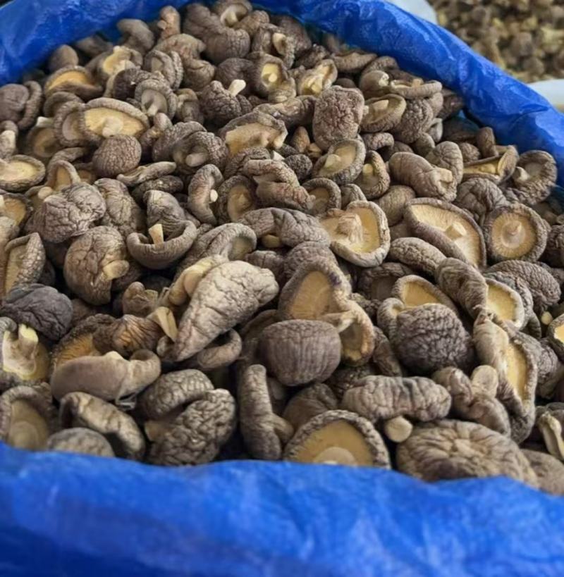 春菇光面菇肉质鲜嫩产地湖北长期有货品质保证