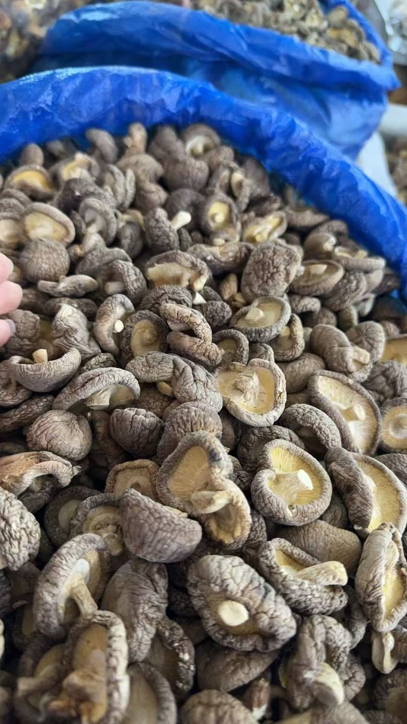 春菇光面菇肉质鲜嫩产地湖北长期有货品质保证
